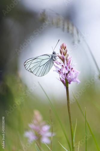 Close up of a black-veined white butterfly (Aporia crataegi) posed on a pink orchid (Dactylorhiza fuchsii). Blurred background.