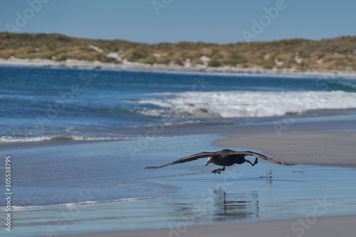 Southern Giant Petrel  Macronectes giganteus  taking off from the coast of Sea Lion Island in the Falkland Islands.
