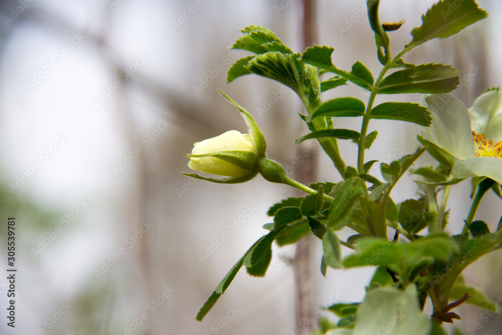 Obraz premium Wildflower