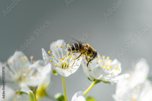 bee on a flower © AlexKrem