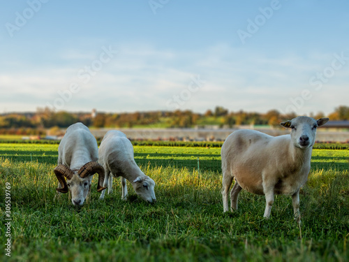 A flock of curious Skudden sheeps grazing on a grass field in Switzerland - 2 photo