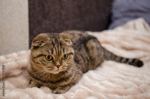 Cute funny cat lying on bed at home. Scottish fold cat