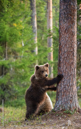 Brown bear cub stands on its hind legs.  Scientific name: Ursus arctos. In the summer forest. © Uryadnikov Sergey