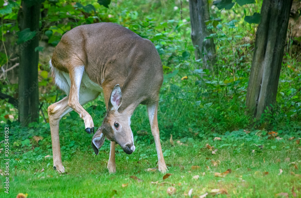 A white tailed doe deer scratches her ear with her hoof. A white tailed doe deer scratches her ear with her hoof.