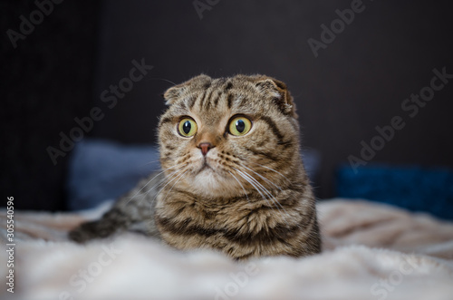 Cute funny cat lying on bed at home. Scottish fold cat