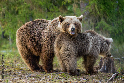 She-bear and bear-cub. Cub and Adult female of Brown Bear in the forest at summer time. Scientific name: Ursus arctos.