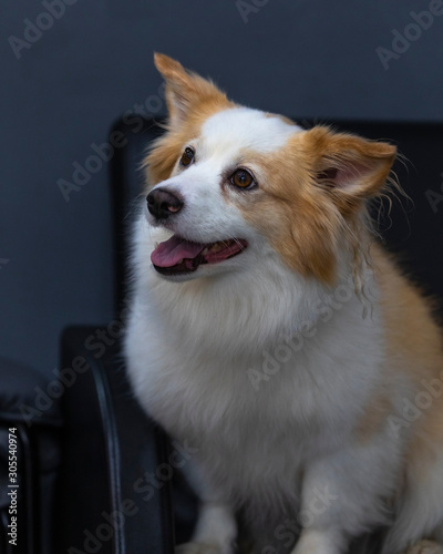 Portrait of nice Pomeranian Chihuahua mix dog 3