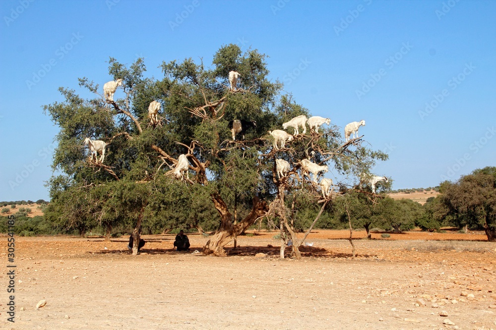 Essaouira, Morocco »; Spring 2017: Goats on top of a tree