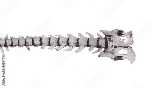 Fototapeta Naklejka Na Ścianę i Meble -  spinal skeleton of an animal on a white background