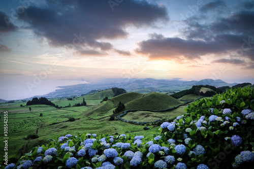 Obraz na plátně Flores, hydrangea wild field landscape, azores, portugal, ponta delgada