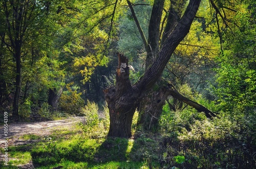 tree in the forest