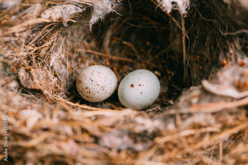 From above nest with small bird eggs placed on branches of thin conifer tree in forest