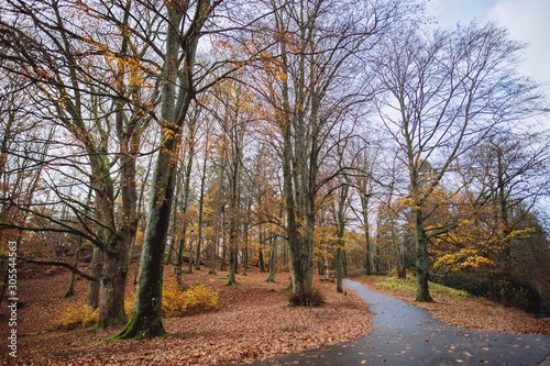 road in the forest