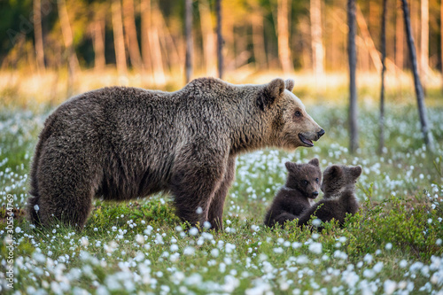 She-bear and playfull bear cubs. Cubs and Adult female of Brown Bear in the forest at summer time. Scientific name: Ursus arctos. White flowers on the bog in the summer forest.