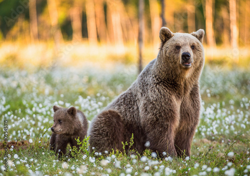 She-bear and bear-cub at sunset. Cub and Adult female of Brown Bear  in the forest at summer time. Scientific name: Ursus arctos. White flowers on the bog in the summer forest.