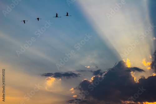 flamingos in flight with sunbeams crossing the clouds during sunset in the nature reserve of vendicari in Sicily, Italy