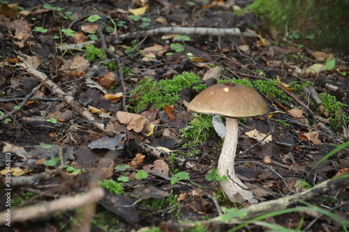 Mushroom picking. Boletus, an edible mushroom.
