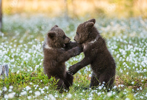 Fotografia Brown bear cubs playing in the forest
