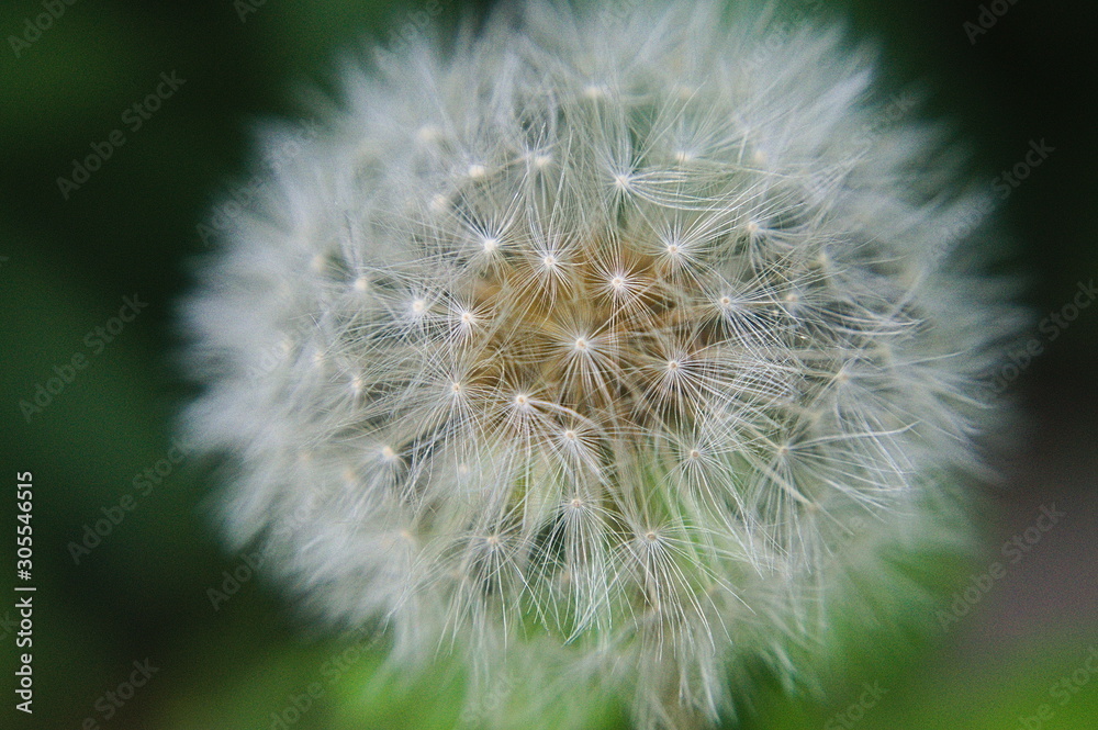 Fototapeta premium Dandelion