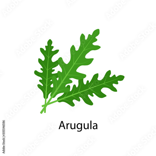 Arugula spice - vector illustration in flat design isolated on white background.