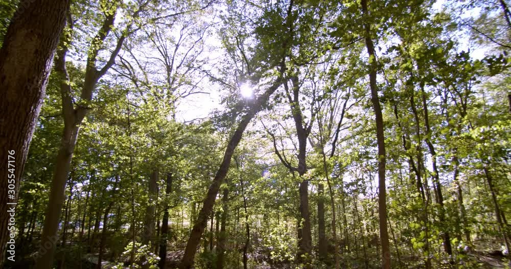 Panning shot of a thick forest on windy sunny day Panning shot of a thick forest on windy sunny day
