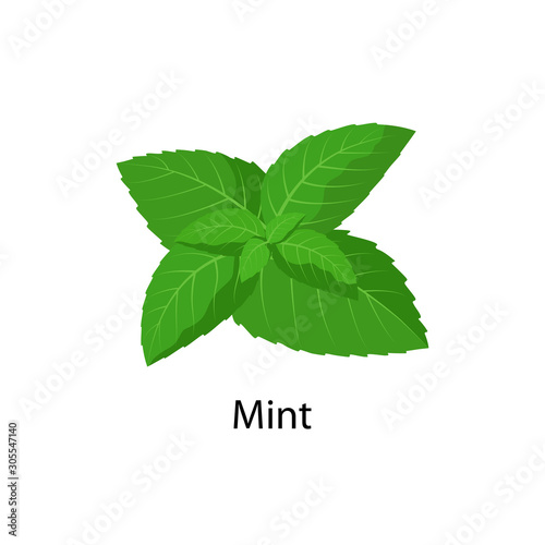 Mint - vector illustration in flat design isolated on white background.