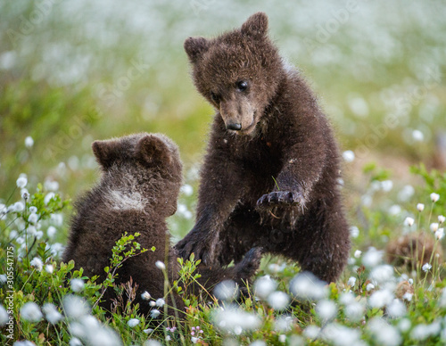 Brown bear cubs playing in the forest. Bear Cubs stands on its hind legs. Brown bear ( Scientific name: Ursus arctos) cubs playing on the swamp in the forest. White flowers on the bog in the summer 