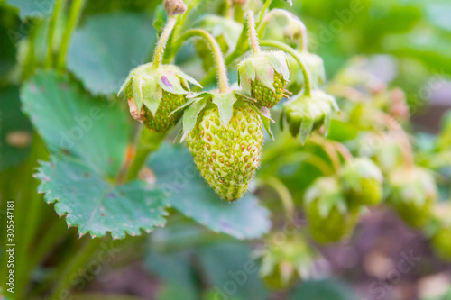 Green strawberries begin to ripen in early summer in the garden beds