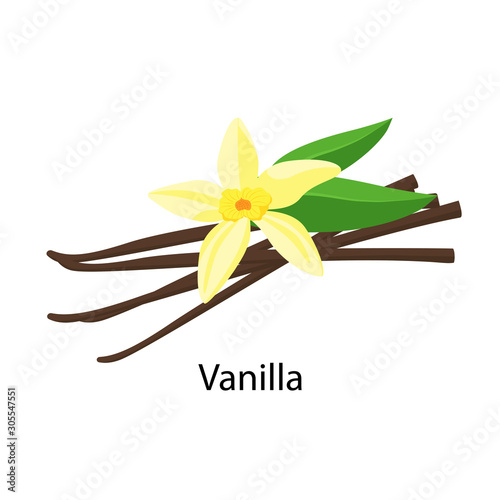 Vanilla spice vector illustration in flat design isolated on white background. Vanilla flower and dried vanilla fruits.