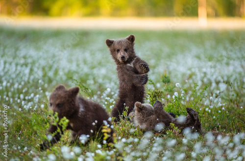 Obraz na plátne Bear Cub stands on its hind legs