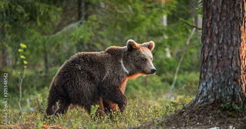 Brown bear cub in the summer forest. Scientific name: Ursus arctos.