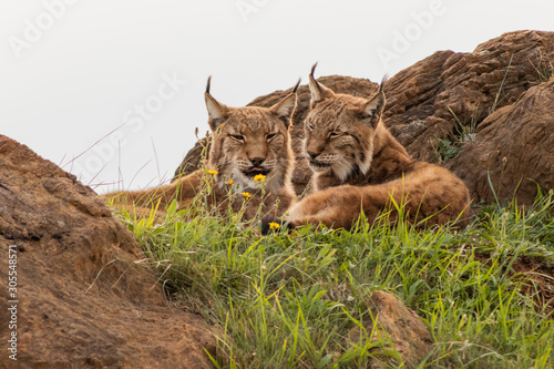 boreal lynx resting in its territory