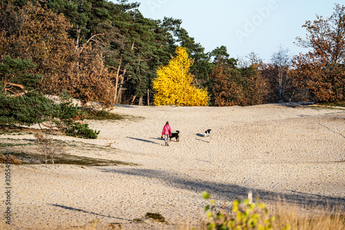 Autumn in national park Loonse en Drunense duinen with beautiful fall colors