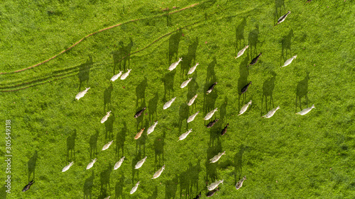 Top view of herd nelore cattel on green pasture in Brazil. © Brastock Images
