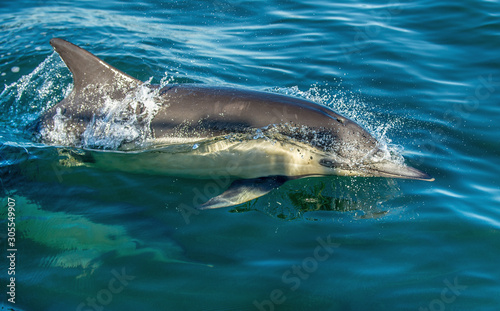 Dolphin, swimming in the ocean. The Long-beaked common dolphin (scientific name: Delphinus capensis) in atlantic ocean.