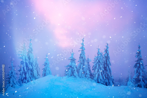Christmas background with snowy fir trees.