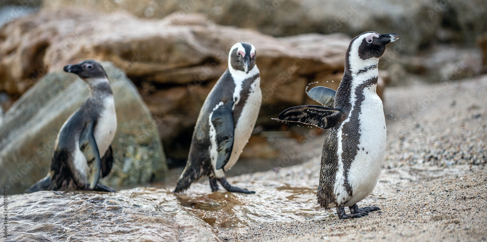 Obraz premium African penguins on the stone in evening twilight. African penguin (Scientific name: Spheniscus demersus) also known as the jackass penguin and black-footed penguin. Boulders colony. South Africa