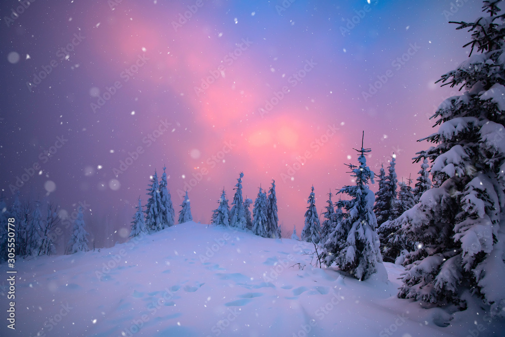 Christmas background with snowy fir trees.