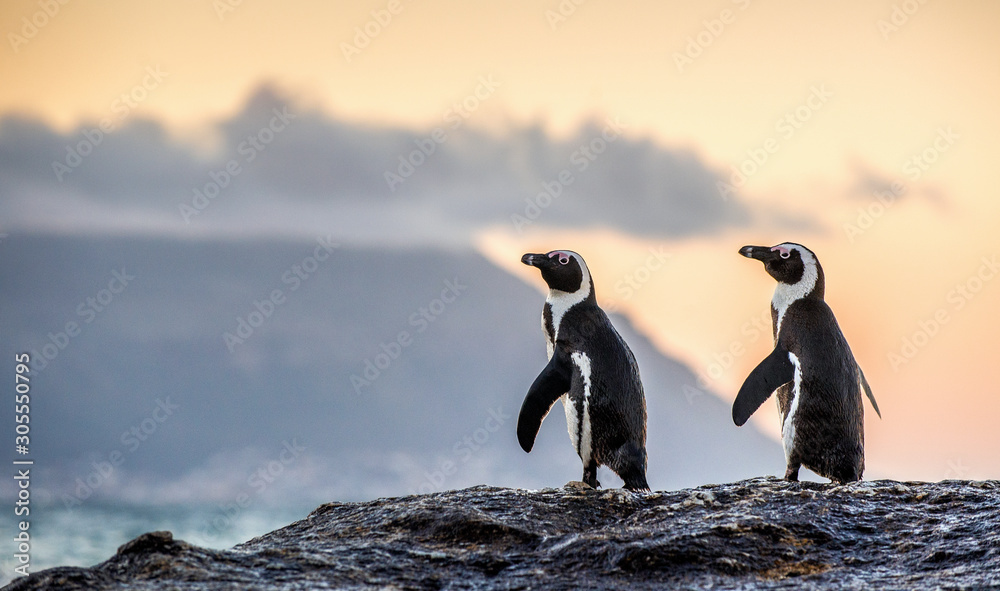 The African penguins on the stony shore in twilight evening with sunset sky. Scientific name: Spheniscus demersus, jackass penguin or black-footed penguin. Natural habitat. South Africa - obrazy, fototapety, plakaty 