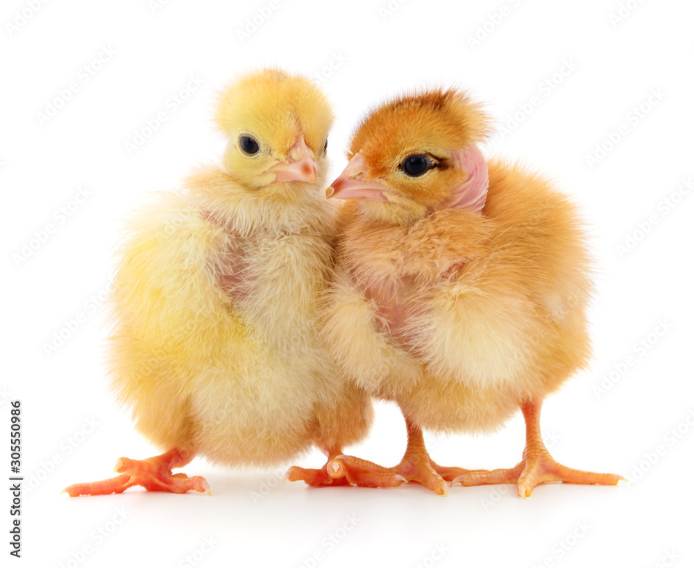Two yellow chickens. Two yellow chickens.