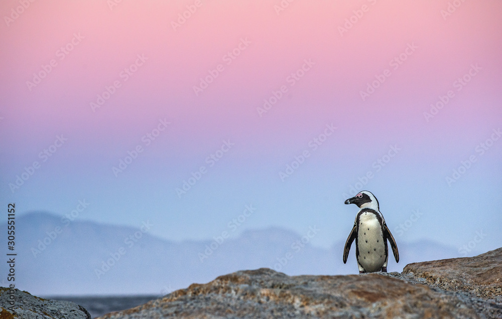 Obraz premium The African penguin on the stony shore in twilight evening with sunset sky. Scientific name: Spheniscus demersus, jackass penguin or black-footed penguin. Natural habitat. South Africa