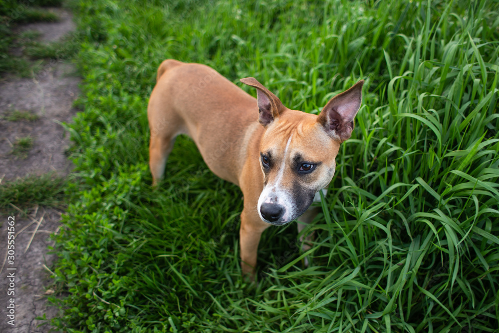 American staffordshire terrier walk and playing in the nature