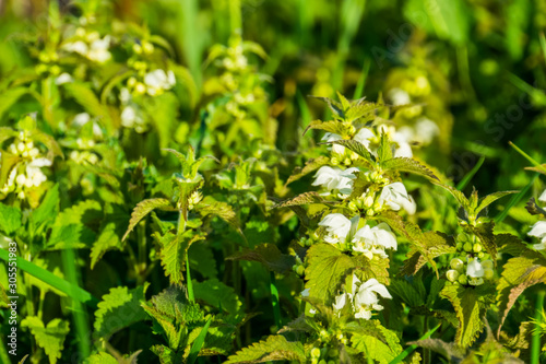 closeup of a big group of white dead nettle plants in bloom, common wild plant specie from Eurasia photo