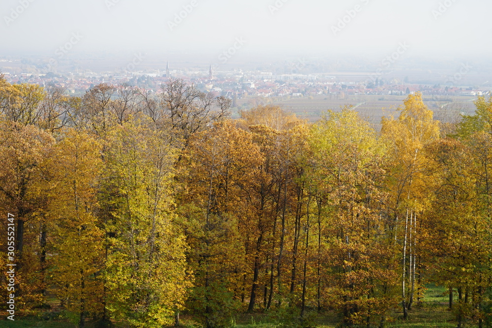 Blick von der Ludwigshöhe auf eine herbstliche Baumreihe mit Edenkoben im Hintergrund