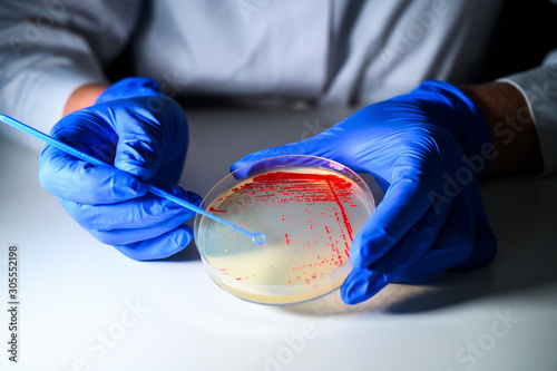 Obraz na plátně Reasercher picking up colony of a red bacterial culture from agar plate wearing