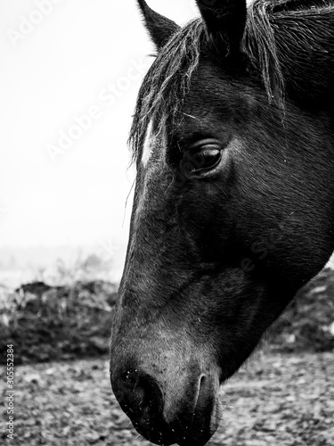 Closeup picture of a horse's eye from the side angle. Beautiful farm animal on the pasture with blurry background. Detailed horse head with wet hairs and rain drops. Black and white portrait of horse.