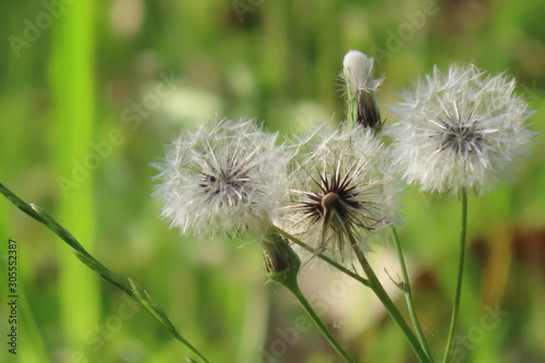 dandelion in grass