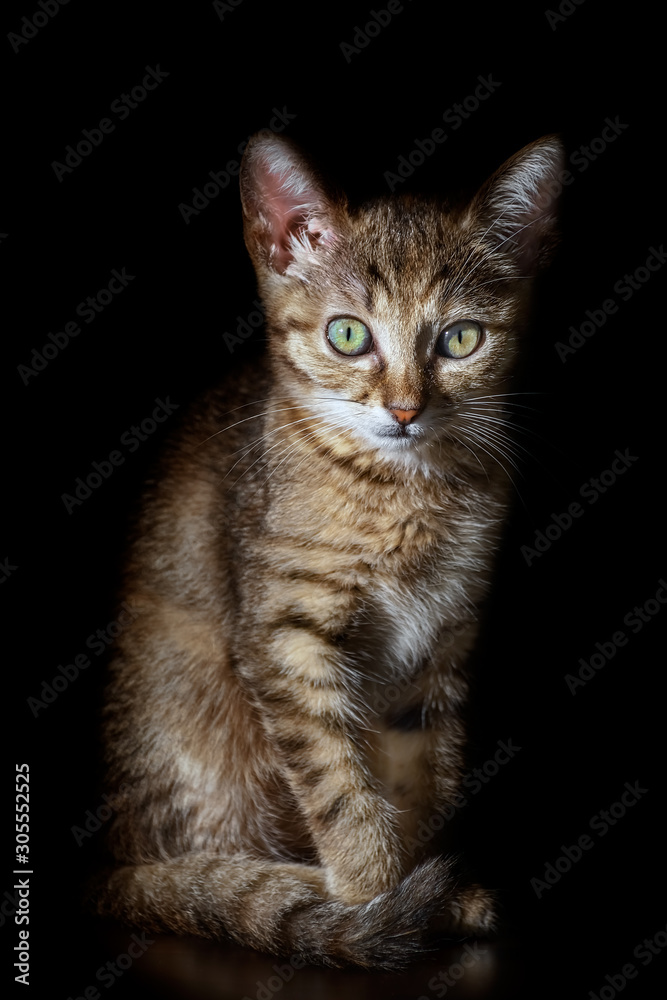 Portrait of Kitten