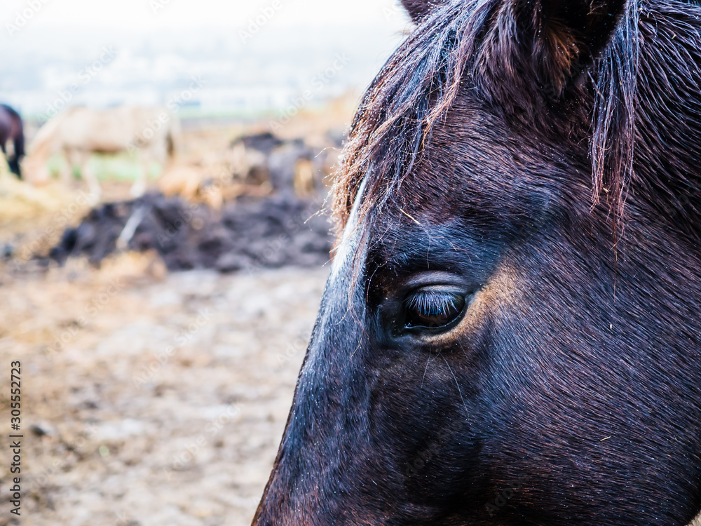 Closeup picture of a horse's eye from the side angle. Beautiful farm animal on the pasture with blurry background. Detailed horse head with wet hairs and rain drops. Stock Photo | Adobe Closeup picture of a horse's eye from the side angle. Beautiful farm animal on the pasture with blurry background. Detailed horse head with wet hairs and rain drops. Stock Photo | Adobe