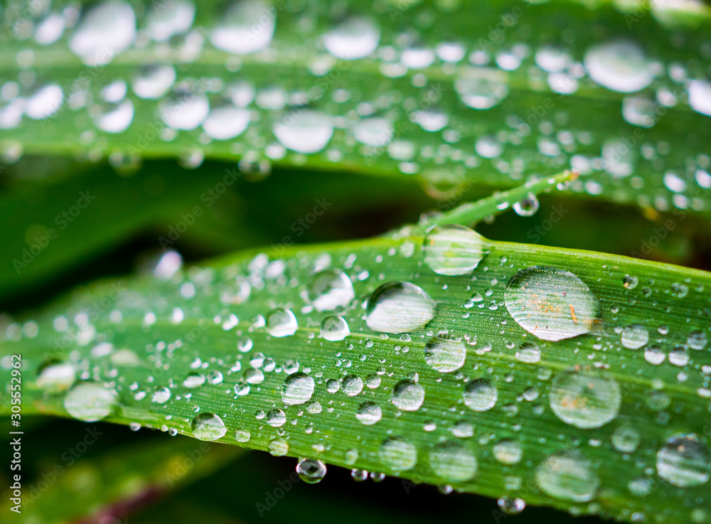Closeup makro shot of a green grass leaves with rain water drops on top of them. Shallow depth of field. Closeup makro shot of a green grass leaves with rain water drops on top of them. Shallow depth of field.
